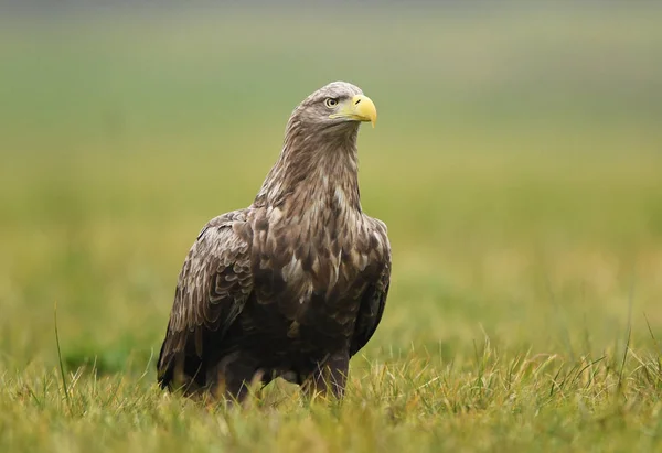 Seeadler Natürlichem Lebensraum — Stockfoto