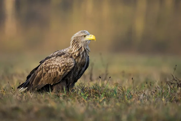 White tailed Eagle in natural habitat