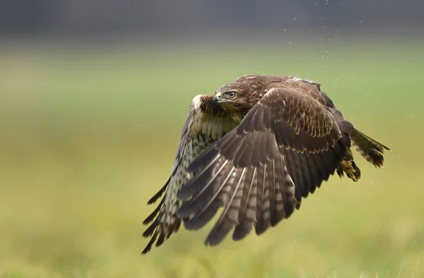 Zblízka Pohled Káně Lesní Přirozeném Prostředí — Stock fotografie