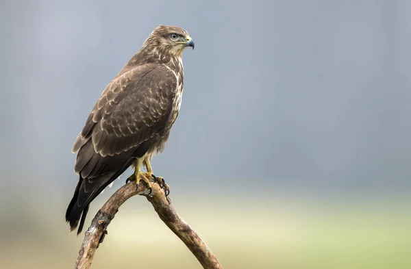 Vista Perto Buzzard Comum Habitat Natural — Fotografia de Stock