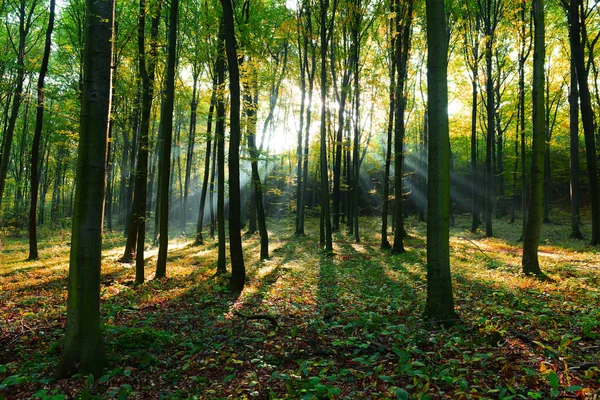 Bela Paisagem Floresta Outono Com Raios Sol Matinais — Fotografia de Stock