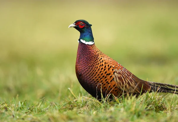 Vista Vicino Ringneck Fagiano Habitat Naturale — Foto Stock