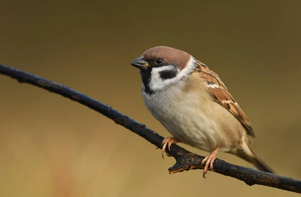 Close View Tree Sparrow Natural Habitat — Stock Photo, Image