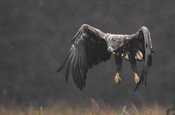 Aquila Dalla Coda Bianca Habitat Naturale — Foto Stock