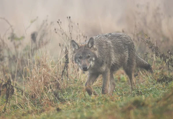 Lobo Cinzento Selvagem Habitat Natural — Fotografia de Stock