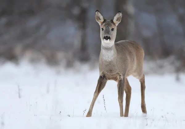 Nieuwsgierig Reeën Natuurlijke Habitat — Stockfoto