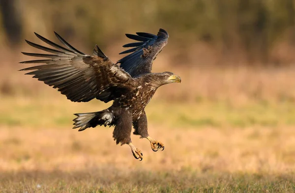 Vit Tailed Eagle Naturliga Livsmiljö — Stockfoto