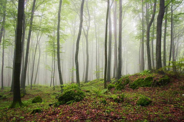 夏霧の森で美しい朝 — ストック写真