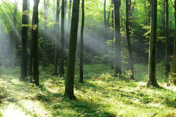 美丽的秋天森林景观与晨曦 — 图库照片