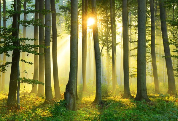 夏日森林里美丽的清晨阳光 — 图库照片