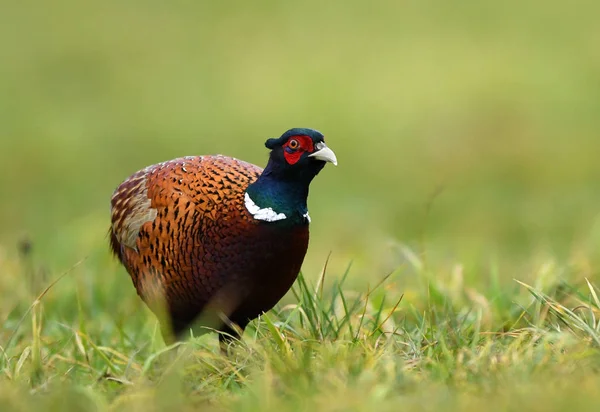 Крупним Планом Подання Фазан Ringneck Природному Середовищі Існування — стокове фото