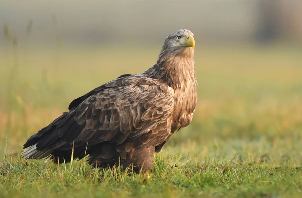 White Tailed Eagle Natural Habitat — Stock Photo, Image