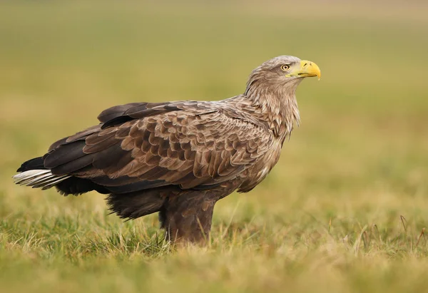 Seeadler Natürlichem Lebensraum — Stockfoto