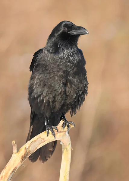 Vista Cerca Del Cuervo Negro Hábitat Natural —  Fotos de Stock