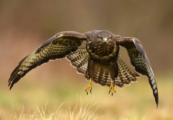 Nahaufnahme Von Mäusebussard Natürlichem Lebensraum — Stockfoto