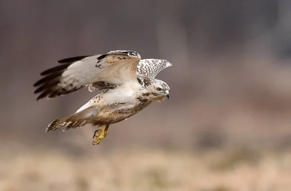 Vista Ravvicinata Della Poiana Comune Nell Habitat Naturale — Foto Stock