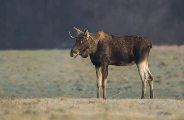 Big Moose Hábitat Natural Otoño —  Fotos de Stock