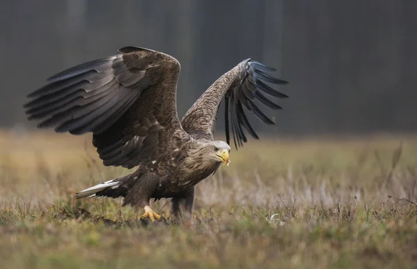 Aigle Queue Blanche Dans Habitat Naturel — Photo