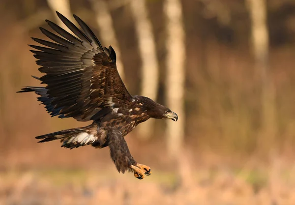 Aigle Queue Blanche Dans Habitat Naturel — Photo