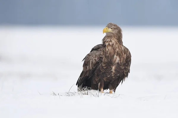 自然栖息地的白尾鹰 — 图库照片