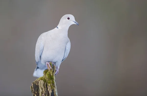 Eurasische Halstaube Streptopelia Decaocto — Stockfoto