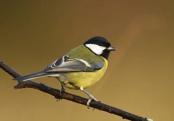 Close View Great Tit Branch — Stock Photo, Image