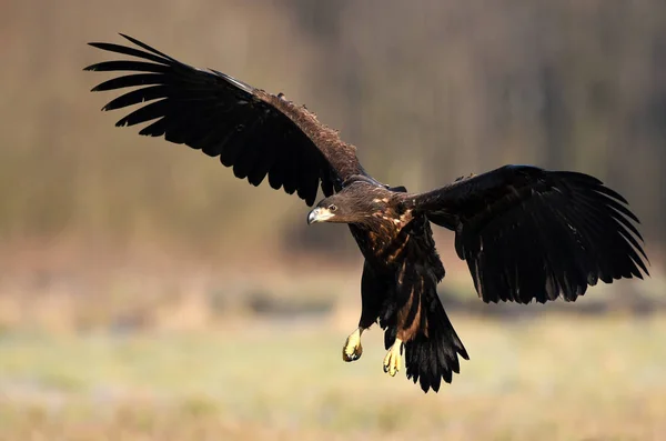 Seeadler Natürlichem Lebensraum — Stockfoto