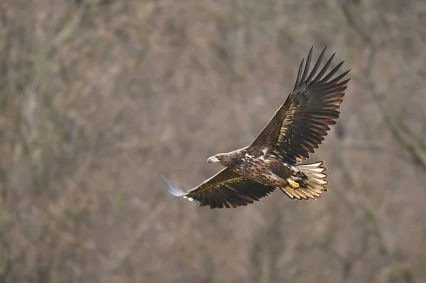 Seeadler Natürlichem Lebensraum — Stockfoto