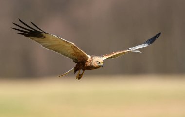 Marsh harrier doğal ortamlarında görünümü kapatın