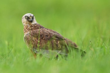Erkek Marsh harrier doğal ortamlarında