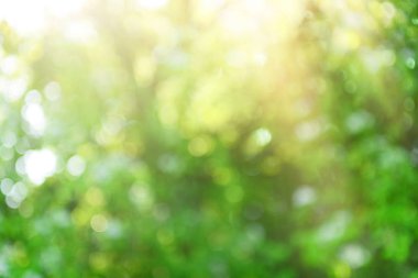 Bokeh daireleri ile odaklanmış yeşil soyut arkaplan