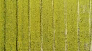 Uçağı landscpae-alanlar sarı çiçek
