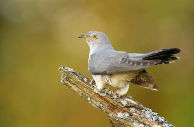 Close up view of common cuckoo in natural habitat clipart