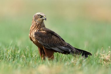 Marsh harrier doğal ortamlarında görünümü kapatın