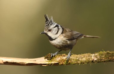 Tepeli baştankara (Lophophanes cristatus)