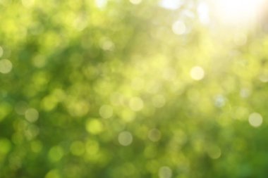 Bokeh daireleri ile odaklanmış yeşil soyut arkaplan