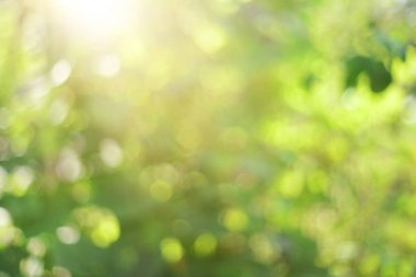 Bokeh daireleri ile odaklanmış yeşil soyut arkaplan