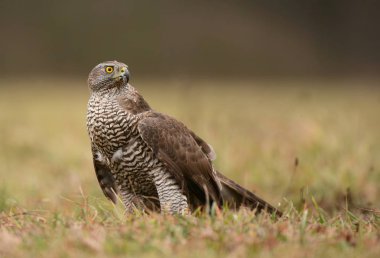 Doğal yaşam alanı içinde kuzey çakır kuşu görünümünü kapat