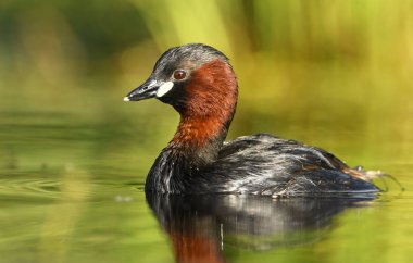 Gölet, şirin küçük batağan görünümü kapatın