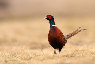 Boğmaklı sülün doğal ortamlarında görünümünü kapat