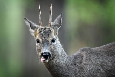 Doğal yaşam alanı içinde şirin karaca