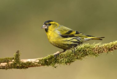 İskete (Carduelis spinus) yakından