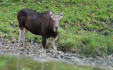 Sonbaharda doğal ortamlarında büyük mus