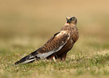 Marsh harrier doğal ortamlarında görünümü kapatın