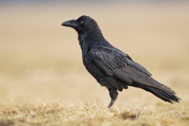 Doğal yaşam alanı içinde siyah kuzgun görünümünü kapat
