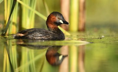 Gölet, şirin küçük batağan görünümü kapatın