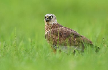 Erkek Marsh harrier doğal ortamlarında