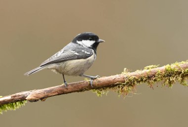 Kömür baştankara (Periparus bırakmayın) yakından