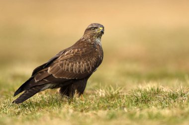 Doğal ortamlarında güzel bayağı şahin