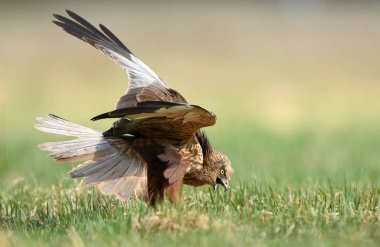 Marsh harrier doğal ortamlarında görünümü kapatın